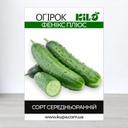 Насіння огірка ФЕНІКС Плюс, 0,5 кг